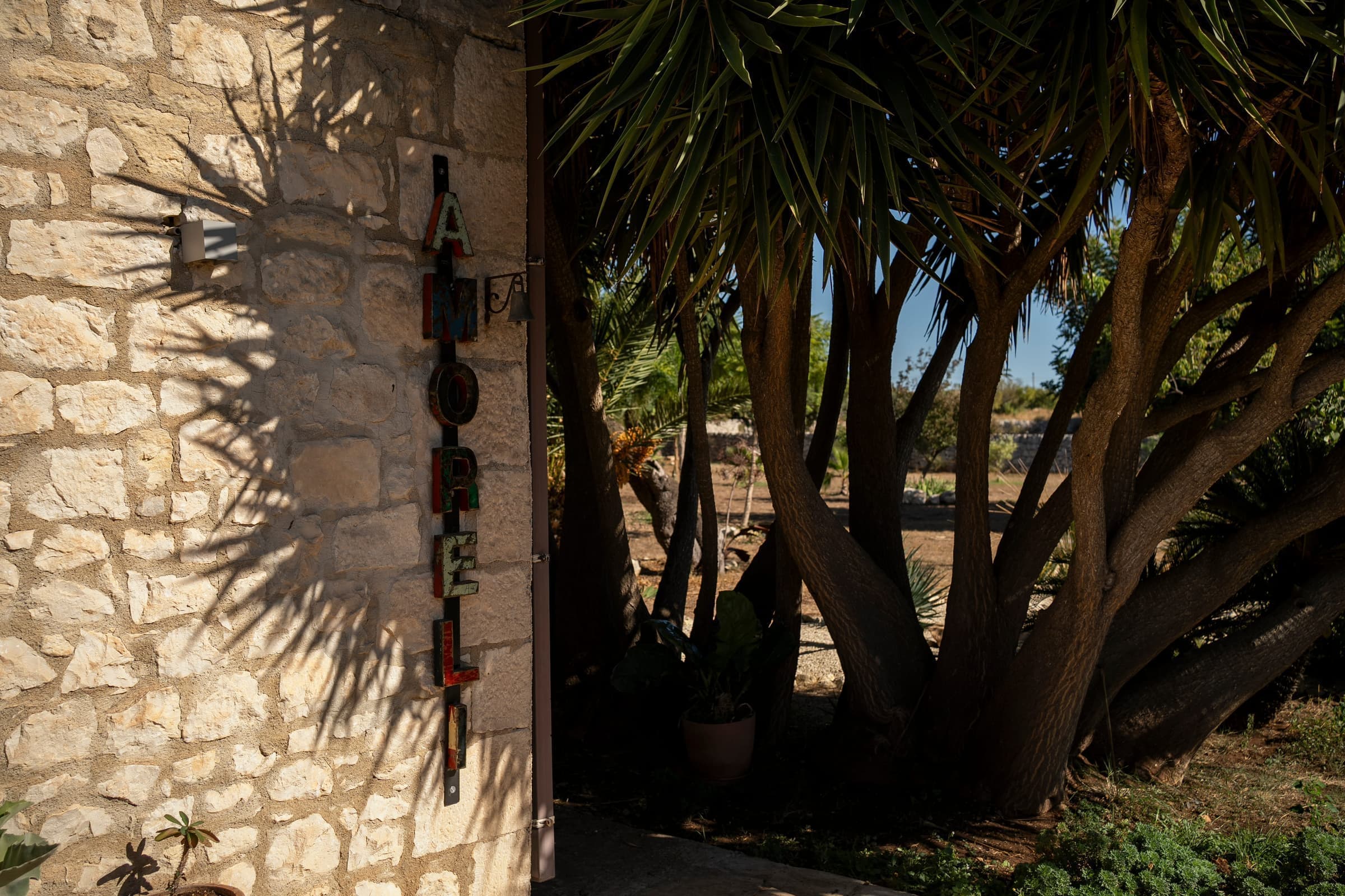Vibrant succulent garden with native plants