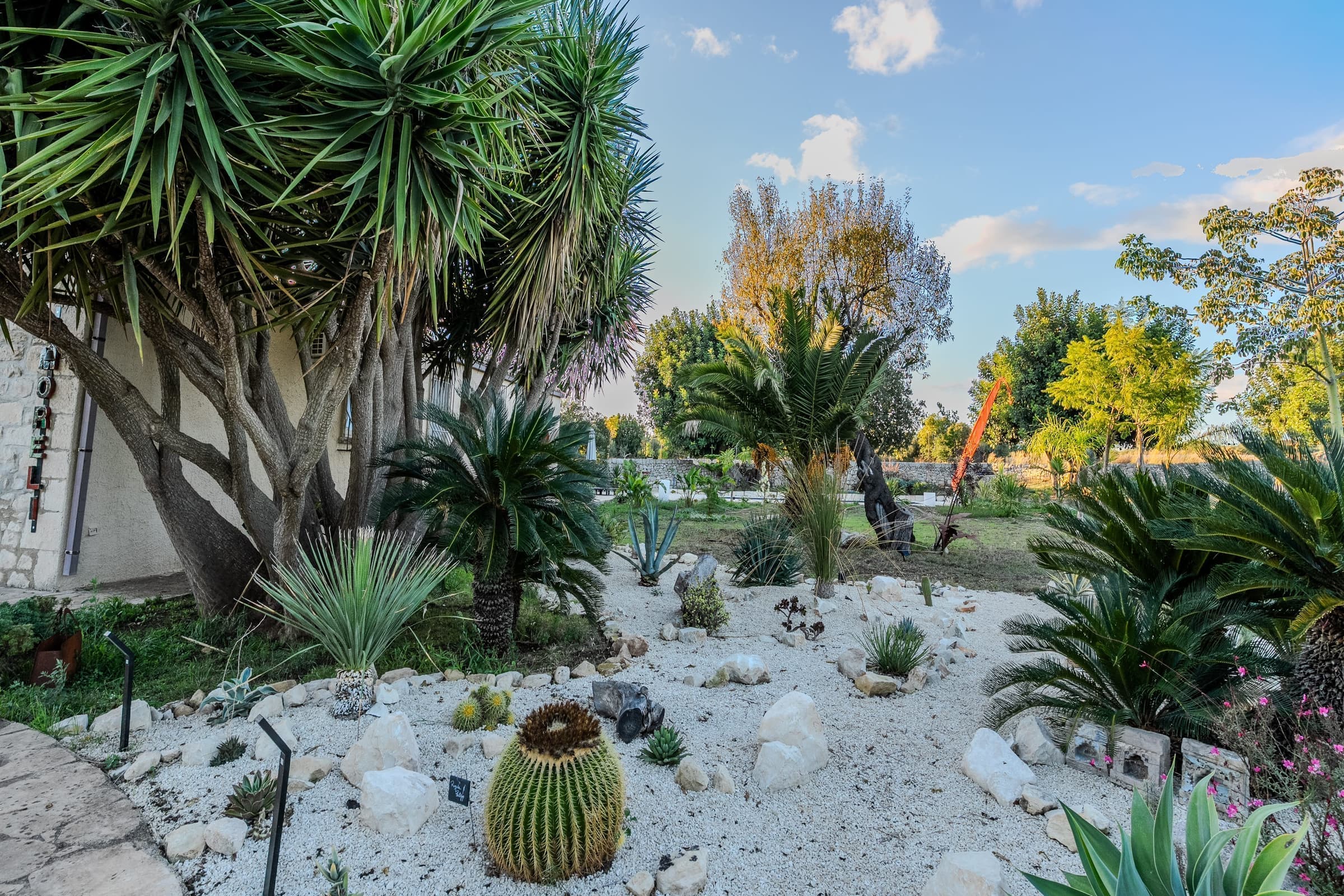 Striking cactus garden with white gravel