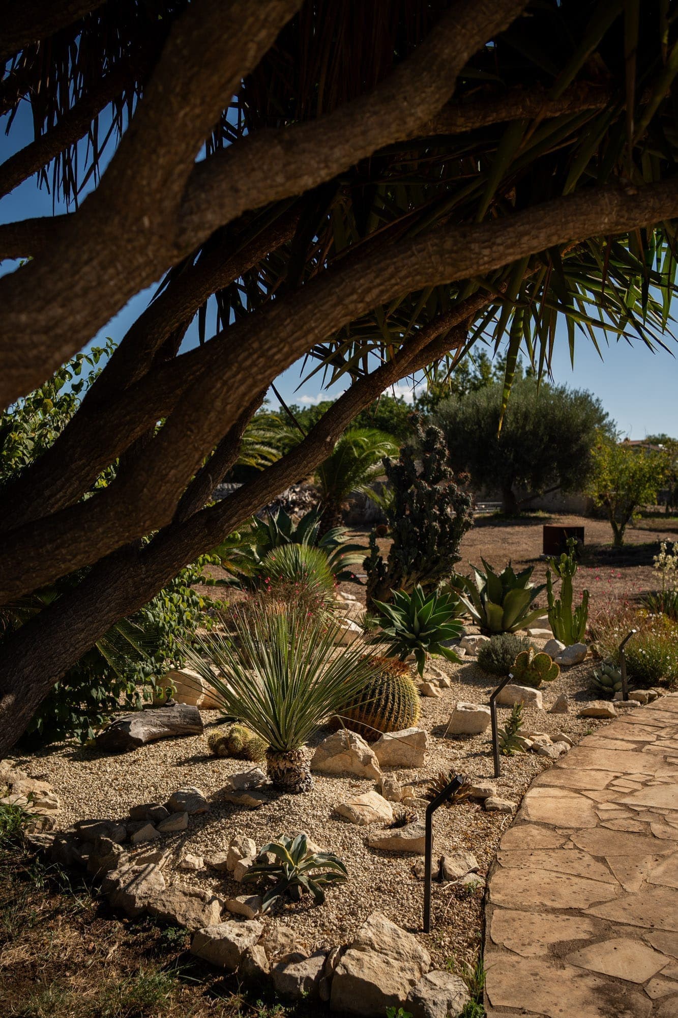 Succulent garden with stone pathway